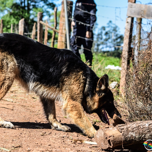 CTG realiza evento beneficente em prol do Núcleo de Operações com Cães