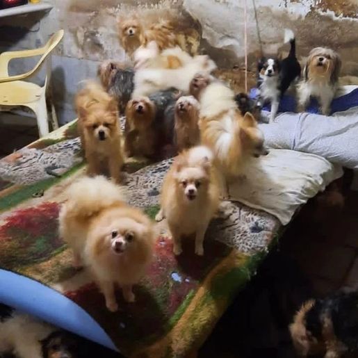 Polícia Militar fecha cativeiro de cães em situação de maus-tratos em SC