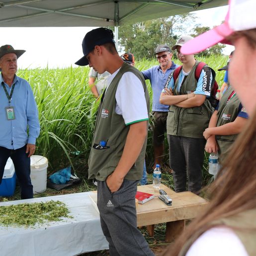 Epagri de Iporã do Oeste realiza Dia de Campo sobre nova variedade de pastagem
