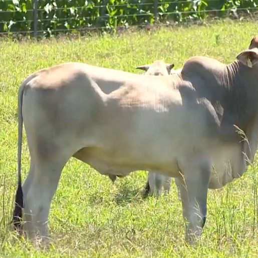 Preço do boi e da vaca gorda cai até 11% no Extremo Oeste, aponta Epagri