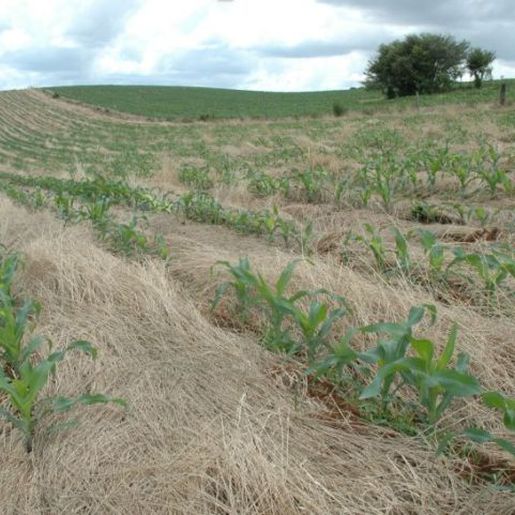 OUÇA: Sindicato de Mondaí incentiva novo método de plantio direto