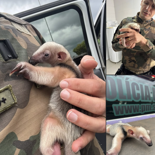 Filhote de tamanduá-mirim é resgatado pela Polícia Ambiental em Iraceminha