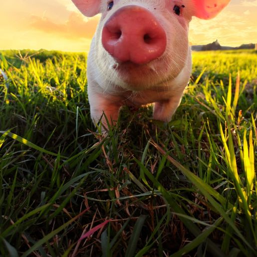 Vencedores do concurso “Belezas da Minha Terra” terão fotos no calendário de eventos de SJCedro