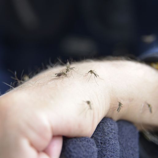 SC registra mais de 140 casos de Febre Oropouche pela primeira vez na história