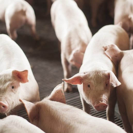 SC exporta mais de 360 mil toneladas de carne suína em 2025