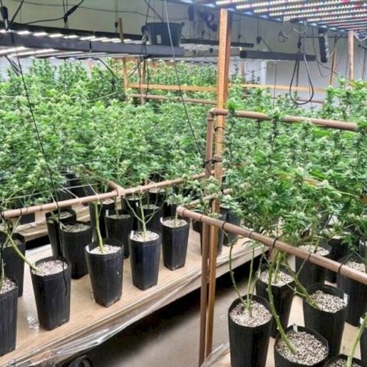 “Maconha de playboy” é descoberta durante flagra de plantação de drogas em Florianópolis