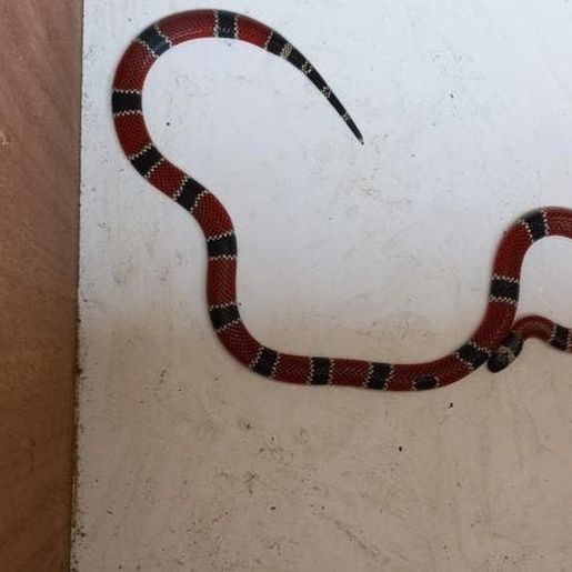 Serpente mais venenosa do país, é encontrada em porta de casa de SC
