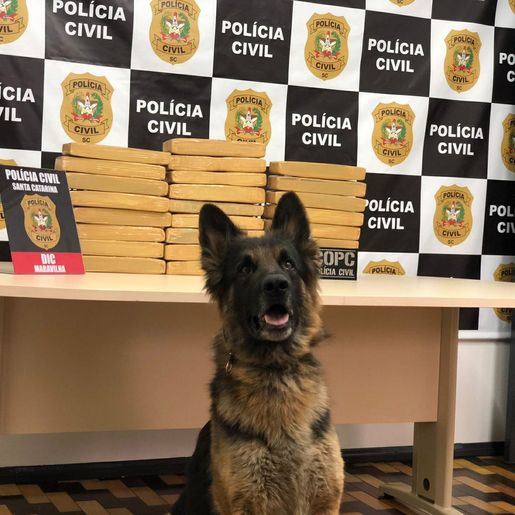 Polícia Civil prende mulher que transportava 20 quilos de droga em Maravilha