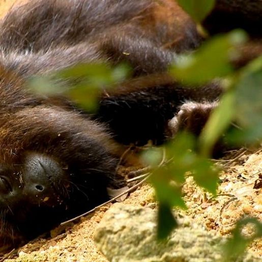Dive-SC confirma primeiro caso de febre amarela em macaco em 2020
