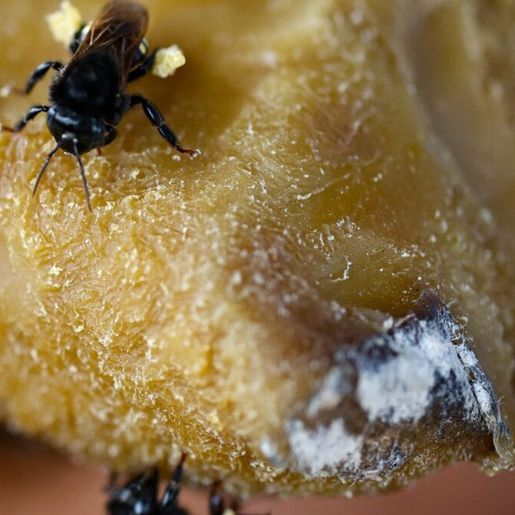 Mel se torna o 5º produto mais exportado de SC com arrecadação milionária