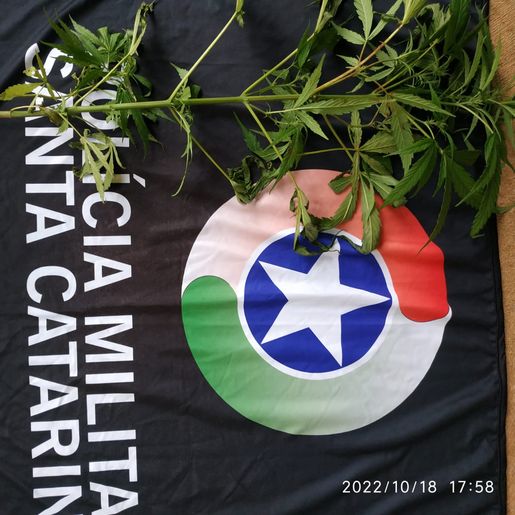 Cão de faro do Canil Setorial encontra pé de maconha plantado em matagal em São Miguel do Oeste