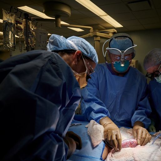 Cirurgiões dos EUA fazem 1º transplante de rim de porco para humano