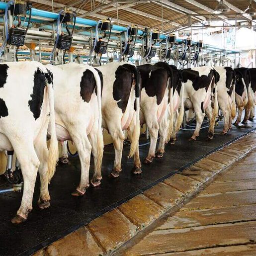 Agrônomo sugere alternativas na dieta alimentar bovina para aumentar produção no inverno