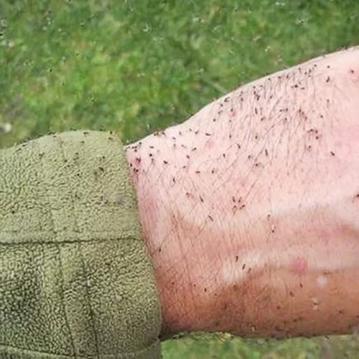 MS investiga primeiro caso de morte suspeita por Febre Oropouche em SC