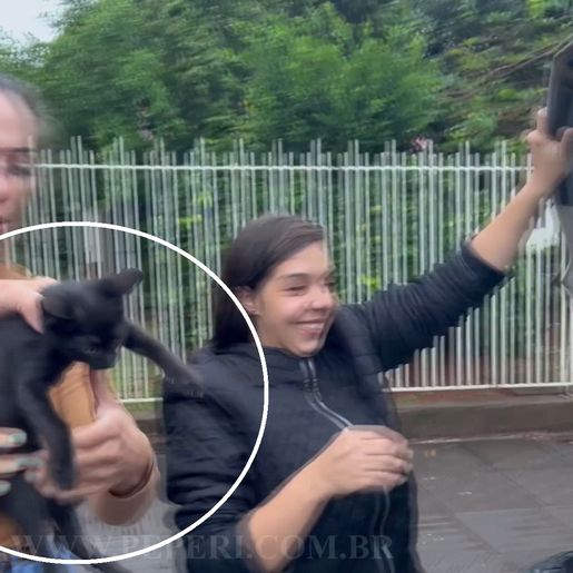 Gato é encontrado dentro de motor de carro em São Miguel do Oeste; vídeo