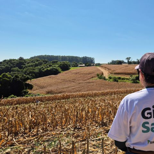 Epagri e Sicoob divulgam primeiros números da safra de milho no Extremo Oeste