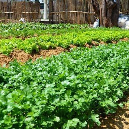 Prefeitura de SJCedro vai disponibilizar terrenos institucionais para cultivos e plantios