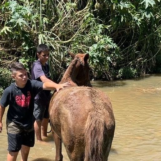 Égua atolada há quase dois dias em córrego é resgatada em SC