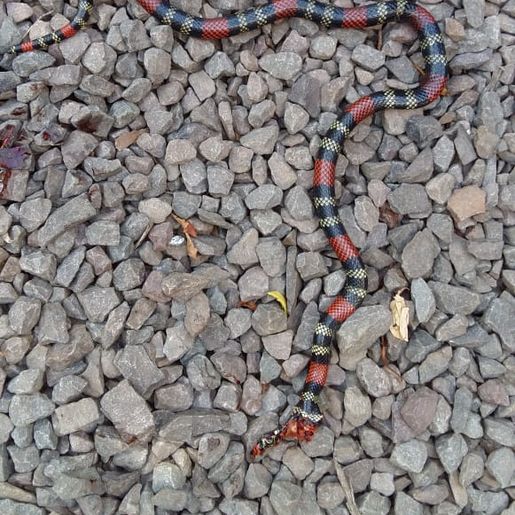 Surgimento de grande quantidade de cobras chama atenção na região