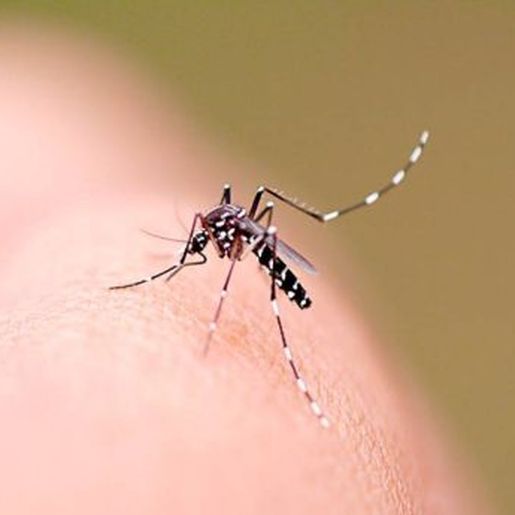 SC registra três mortes por dengue e duas por chikungunya