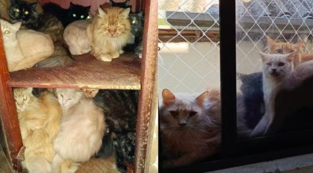 MP busca na Justiça retirada urgente de cerca de 400 gatos de apartamento no Oeste