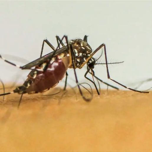 Com 6,3 milhões de casos prováveis, Brasil lidera ranking de dengue