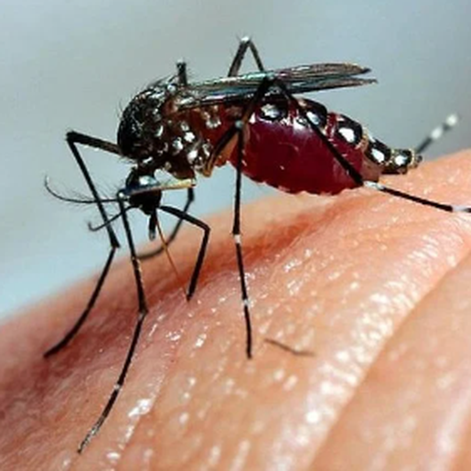 São Miguel do Oeste confirma primeiro óbito por dengue em 2025