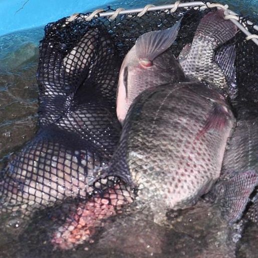 Município comercializa 17 toneladas de peixes na Semana Santa em SMOeste