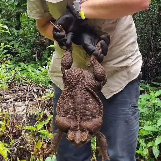 Guardas florestais se impressionam com sapo gigante de 2,7 kg