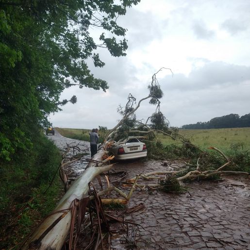 Motorista morre ao ser atingido por árvore em Jupiá