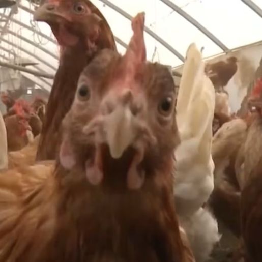 Caso de gripe aviária em aves domésticas é confirmado em Mato Grosso