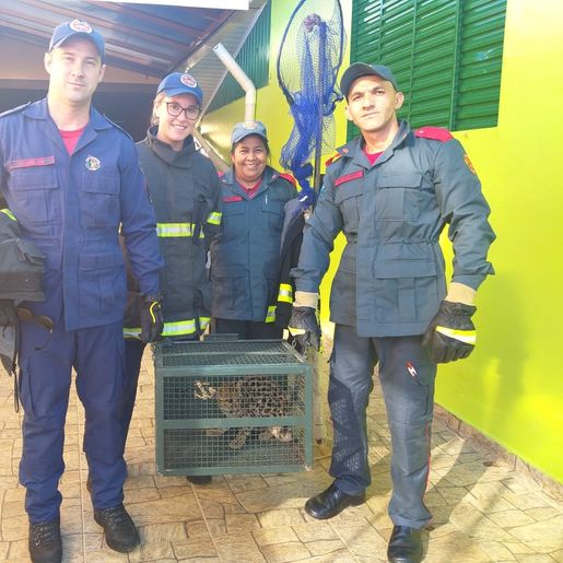 Jaguatirica é devolvida à natureza após ser encontrada em residência