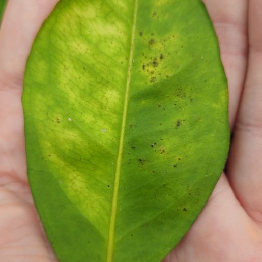 Greening ameaça citricultura em São Miguel do Oeste, e Cidasc reforça medidas de controle