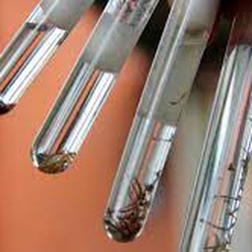 Método LIRAa coletará dados de 250 imóveis em São José do Cedro