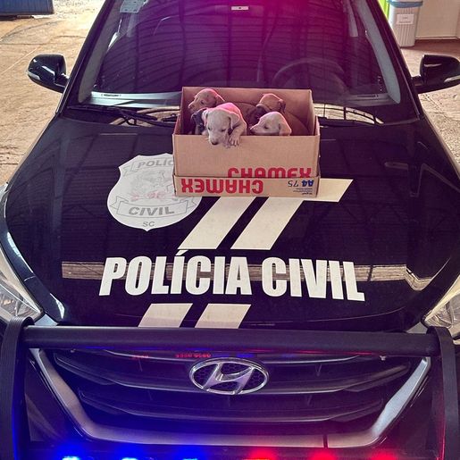 Homem é preso por maus-tratos a animais em Maravilha