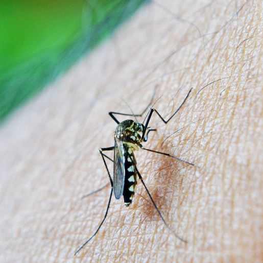Gerência de Saúde de SMO notificou 603 casos prováveis de dengue em 2024 na região