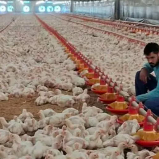 Agronegócio catarinense bate recordes com exportações de frango e suínos