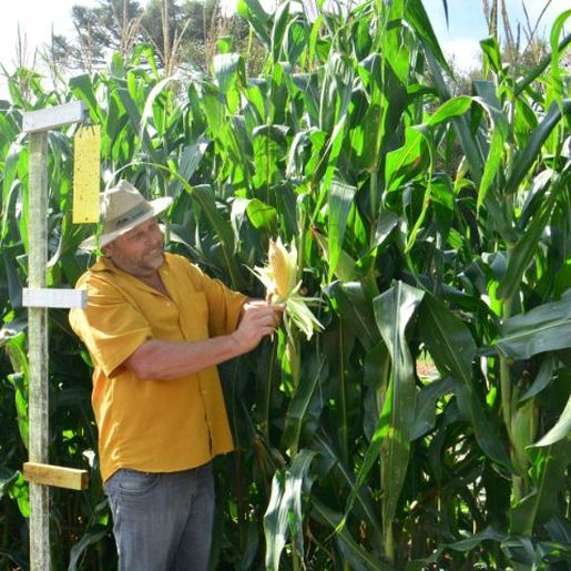 Bactéria agressiva é identificada em lavouras de milho em São Miguel do Oeste