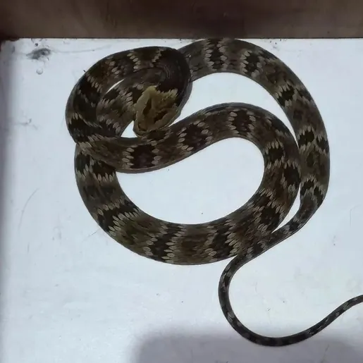 Cobra é flagrada em creche de SC e mobiliza bombeiros em captura