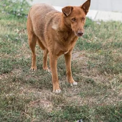 Homem que abusava sexualmente de cachorra é condenado em SC