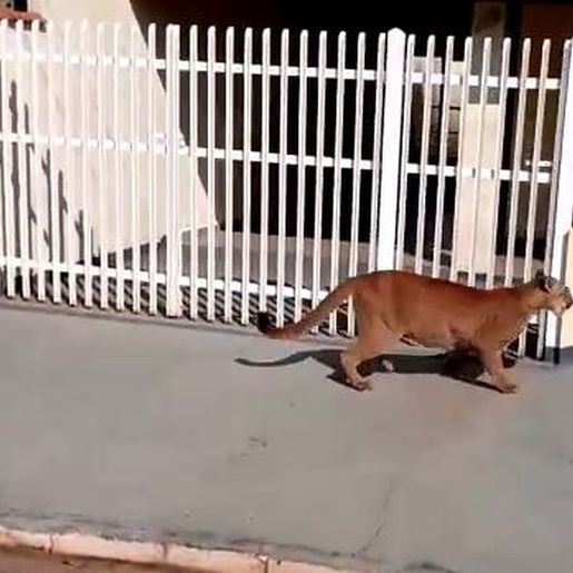 VÍDEO: Onça aparece e surpreende moradores em SP