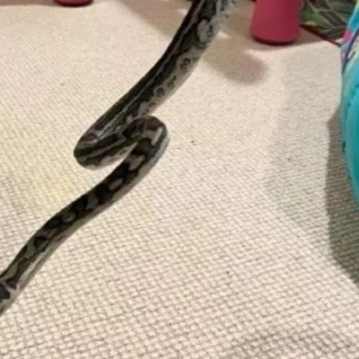 Criança acorda com mordida de cobra que estava enrolada no corpo e leva susto