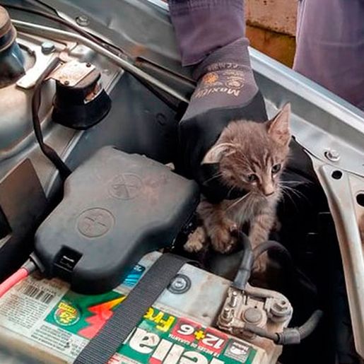ONG faz alerta sobre animais que buscam abrigo em veículos