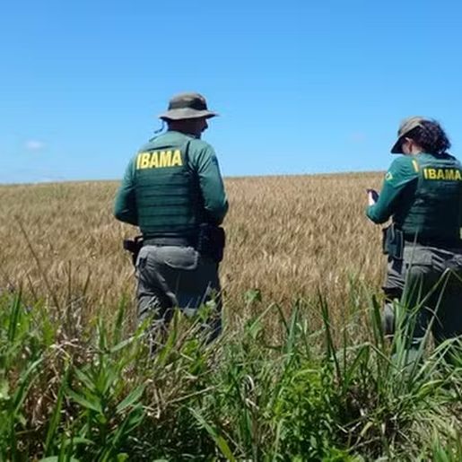 Concurso do Ibama tem 4 vagas para SC com salários de até R$ 9,9 mil