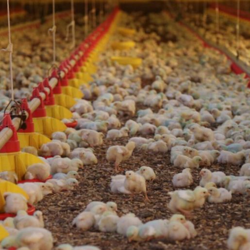 Ministério da Agricultura descarta três casos de gripe aviária; suspeita em SC segue em análise