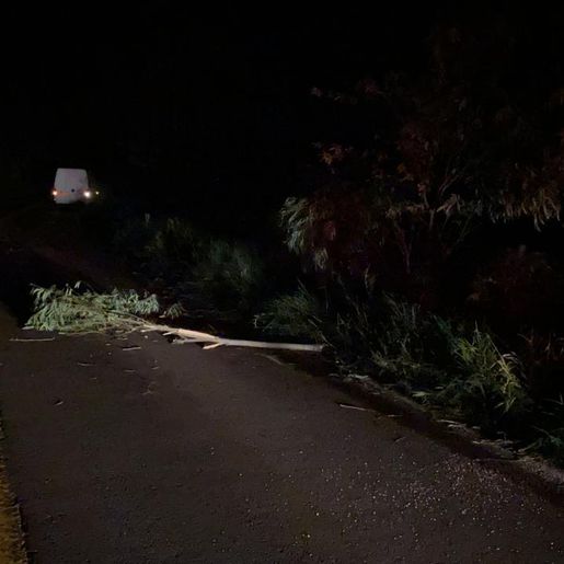 Galho de árvore sobre a pista provoca acidente na SC 496