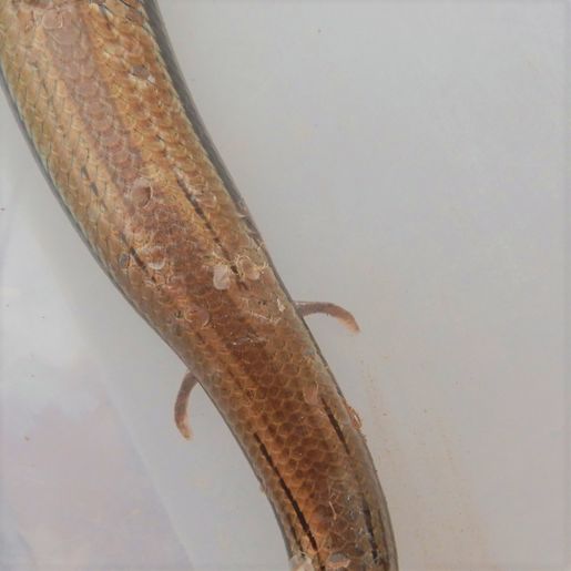 DNIT resgata duas cobras-de-vidro na BR-163