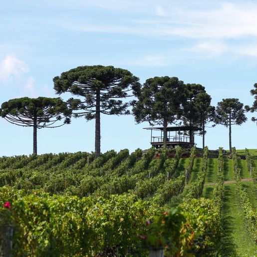 Programa estadual vai pagar produtores que preservam florestas nativas em SC