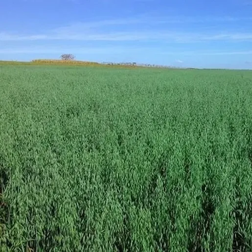 Epagri incentiva correção de solo nas lavouras de inverno
