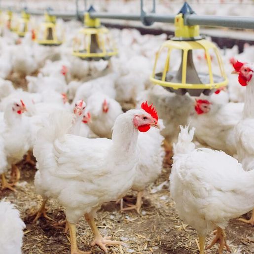 Após caso confirmado em granja comercial, Brasil se declara livre de gripe aviária